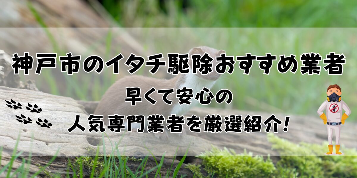 神戸市のイタチ駆除おすすめ業者11選！早くて安心の人気専門業者を厳選紹介